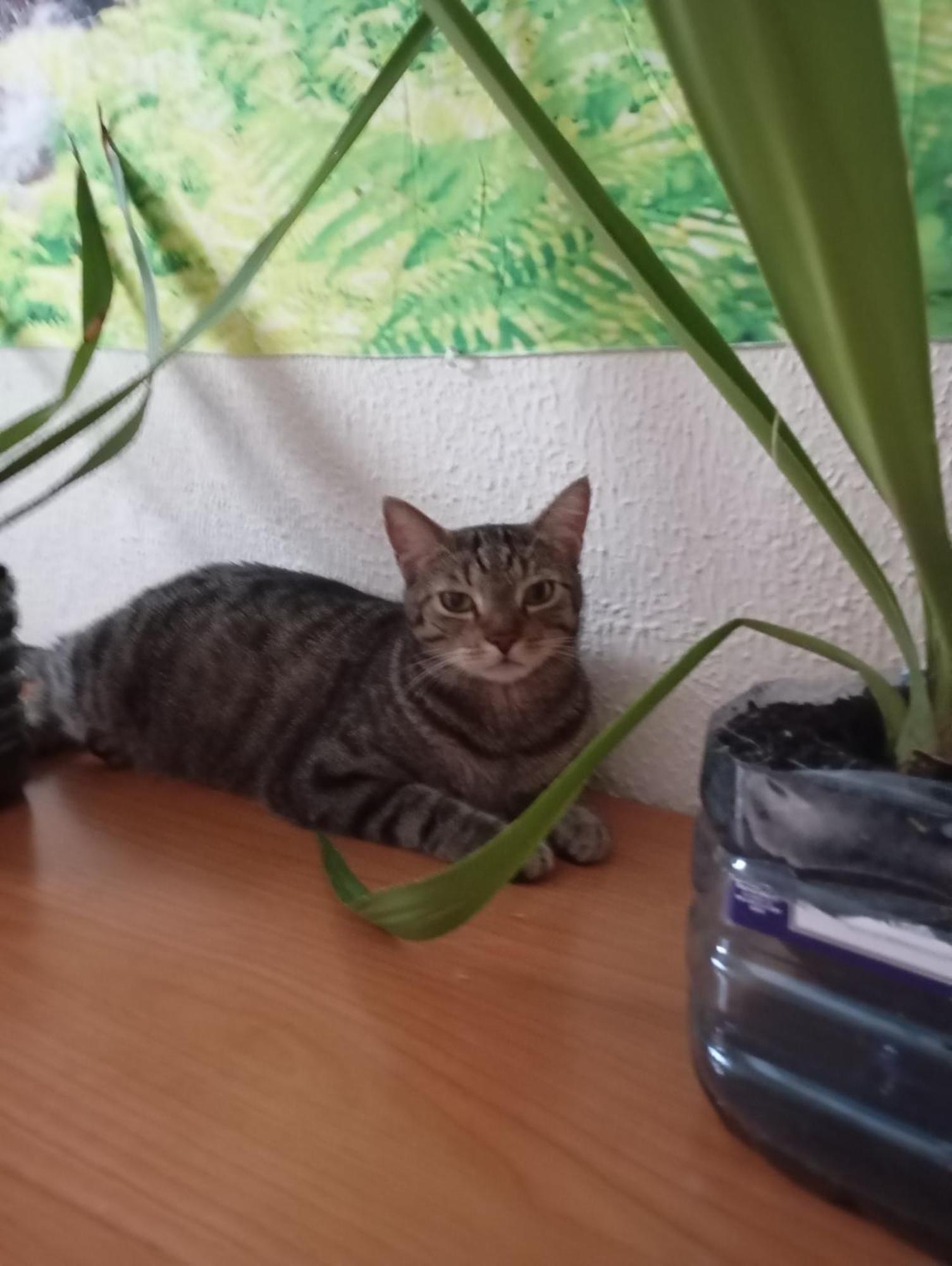 Grosses Modernes Zimmer "Silber" Fuer 2 Personen Und Katzenliebhaber Valencia Kültér fotó